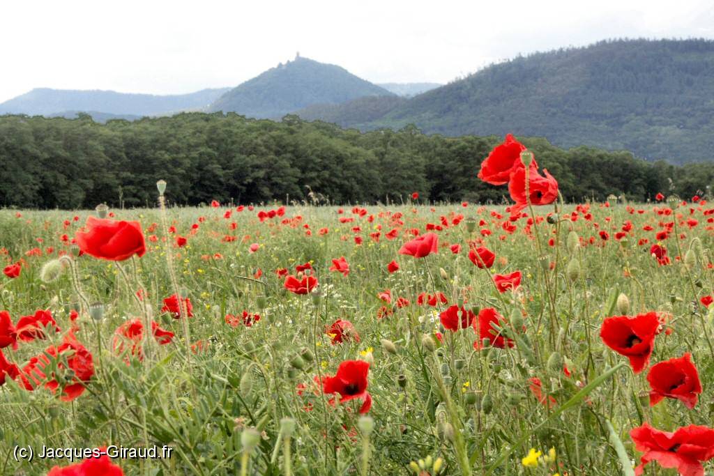 2005-06-04 14-01-42 Mai (x1024).JPG